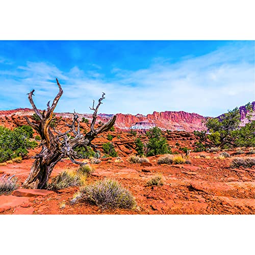 Aoihrraan 1,5x1m trostlose Wüste Hintergrund Trocken Unfruchtbar Baum Grüne Strauchpflanze Berge Wildnis Blauer Himmel Natürliche Landschaft Fotografie Reisen Ferien Urlaub Porträt Fotostudio Vinyl Aoihrraan 1,5x1m trostlose Wüste Hintergrund Trocken Unfruchtbar Baum Grüne Strauchpflanze Berge Wildnis Blauer Himmel Natürliche Landschaft Fotografie Reisen Ferien Urlaub Porträt Fotostudio Vinyl von Aoihrraan