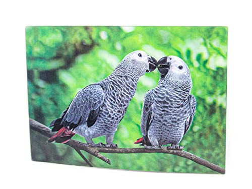 3 D Ansichtskarte Graupapageien, Postkarte Wackelkarte Hologrammkarte Tier Vogel Papagei von Artist Unknown
