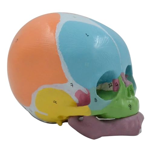 Baby Head Skelettmodell Lebensgröße Anatomische Baby Kopfmodellzahl Codierte Babykopf Anatomie Schädel Model Unterrichtshilfen von Azxcvbnm