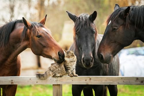 Magnettafel Pinnwand Magnetbild Pferde Katze Freunde Größe 60 x 40 cm von B-wie-Bilder