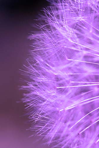 Magnettafel Pinnwand XXL Bild Pusteblume lila violett Größe 40 x 60 cm von B-wie-Bilder