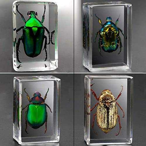 Briefbeschwerer Mit Echtem Insekte, Insektenharz Proben Transparente Probe Kreative Kleine Ornamente Bildung Naturwissenschaftliche Unterrichtshilfen B Briefbeschwerer Mit Echtem Insekte, Insektenharz Proben Transparente Probe Kreative Kleine Ornamente Bildung Naturwissenschaftliche Unterrichtshilfen B von BDXZJ
