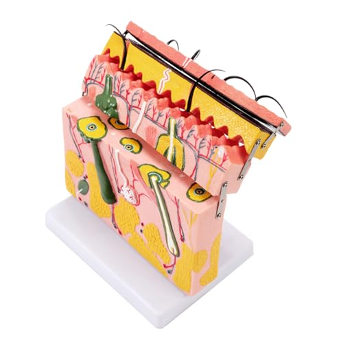Hautmodell mit Haaren, 70-fach vergrößert, anatomische Hautschichtstruktur, Modell für Wissenschaft, Klassenzimmer, Lernen, Lehrdisplay Hautmodell mit Haaren, 70-fach vergrößert, anatomische Hautschichtstruktur, Modell für Wissenschaft, Klassenzimmer, Lernen, Lehrdisplay von BFANGLC