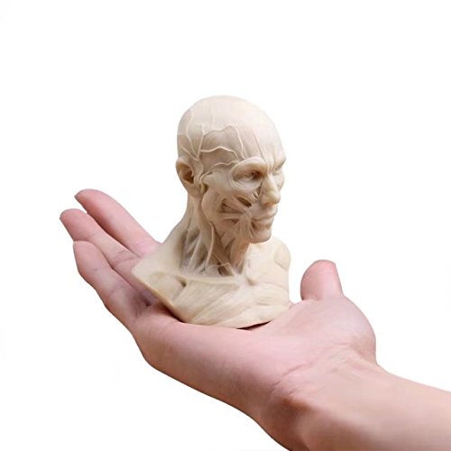BoNew Menschliches Modell Anatomie Schädel Kopf Muskel Knochen Medizinische Kunst für die Schule von BONEW