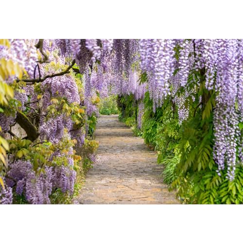 Baocicco 2,1 x 1,5 m Hintergrund für lila Cirrus Pathway Fotografie Hintergrund Lila Glyzinie Violett Ranke Hochzeit Zeremonie Jahrestag Flitterwochen Geburtstag Kinder Erwachsene Fotostudio Vinyl Requisiten von Baocicco