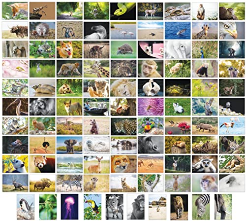 Bear and Bee 100 Tierpostkarten mit 100 verschiedenen Motiven Postkarten Tiere (100 Fotokarten) von Bear and Bee