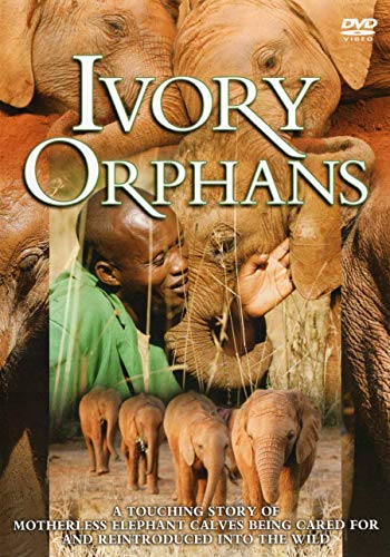 Ivory Orphans [DVD] von Beckmann