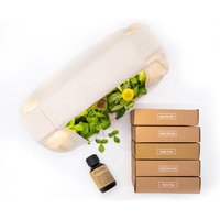 BerlinGreen GreenBox - Great Variety Bundle - Birke von Berlingreen