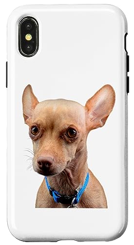 Chihuahua Hund Süße Hunderasse Hülle für iPhone X/XS Chihuahua Hund Süße Hunderasse Hülle für iPhone X/XS von Best Dog Design Apparel Company