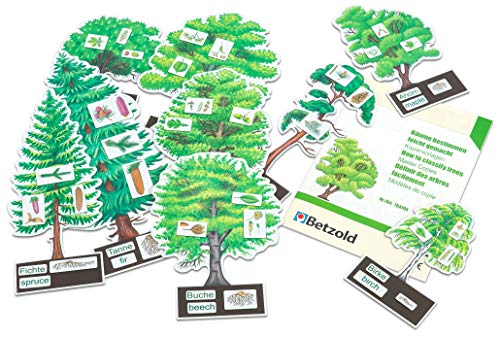 Betzold - Bäume bestimmen leicht gemacht - Baum-Modell Wald Natur Lehrmittel von Betzold