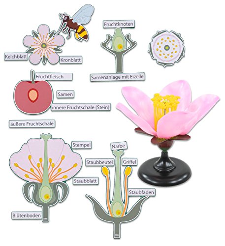 Betzold - Die Kirschblüte: Von der Blüte bis zur Frucht - Tafelmaterial Biologie Betzold - Die Kirschblüte: Von der Blüte bis zur Frucht - Tafelmaterial Biologie von Betzold