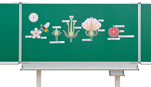 Betzold - Die Kirschblüte: Von der Blüte bis zur Frucht - Tafelmaterial Biologie Betzold - Die Kirschblüte: Von der Blüte bis zur Frucht - Tafelmaterial Biologie von Betzold