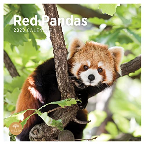 2023 Red Pandas Wall Calendar by Bright Day, 12 x 12 Inch, Cute Bear Jungle Animal von Bright Day Calendars