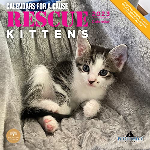 2023 Rescue Kittens Monthly Wall Calendar by Bright Day, Calendars For A Cause, 12 x 12 Inch von Bright Day Calendars