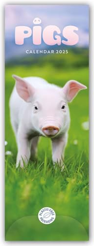 Pigs – Ferkel – Schweinchen 2025 – Slimline-Kalender: Original Carousel Calendar [Mehrsprachig] [Kalender] von Brown Trout-Auslieferer Flechsig