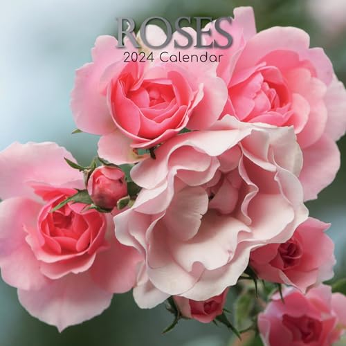 Roses – Rosen 2024 – 16-Monatskalender: Original Gifted Stationery-Kalender [Mehrsprachig] [Kalender] (Wall-Kalender) von Brown Trout-Auslieferer Flechsig