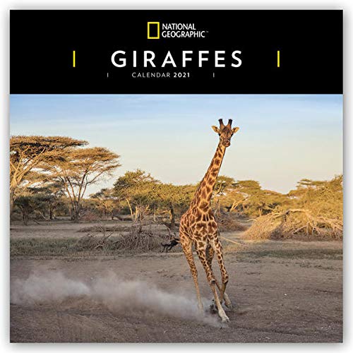 WWF Giraffes – Giraffen 2024: Original Carousel-Kalender [Mehrsprachig] [Kalender] (Wall-Kalender) von Brown Trout-Auslieferer Flechsig