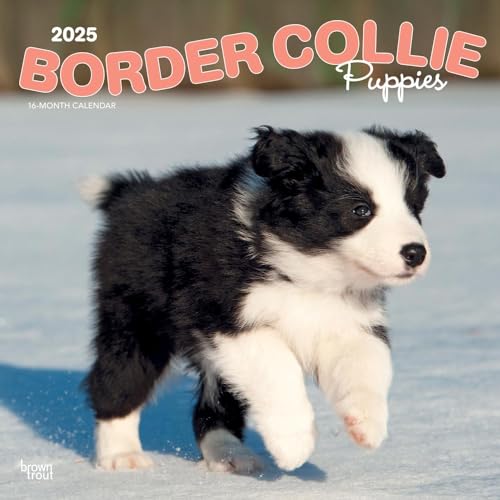 Border Collie Puppies | 2025 12 x 24 Inch Monthly Square Wall Calendar | Plastic-Free | BrownTrout | Animals Dog Breeds Collie Puppy von BrownTrout