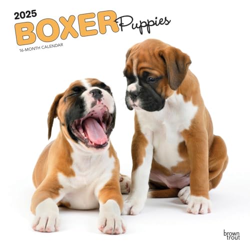 Boxer Puppies 2025 12 X 24 Inch Monthly Square Wall Calendar Plastic-Free von BrownTrout