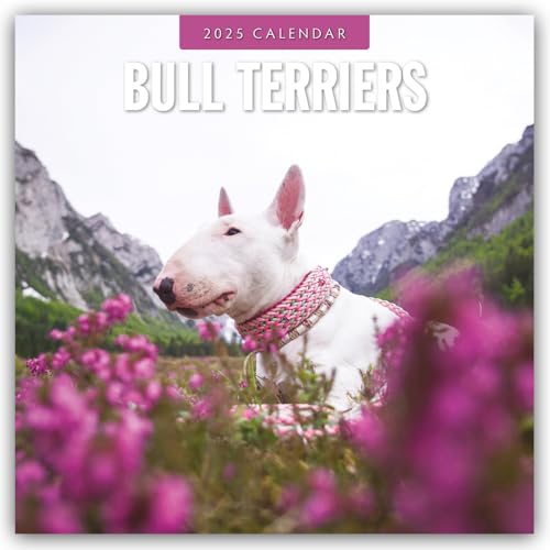 Bull Terriers – Bullterrier 2025 – 16-Monatskalender: Original Red Robin Publishing Ltd-Kalender [Mehrsprachig] [Kalender] (Wall-Kalender) von BrownTrout