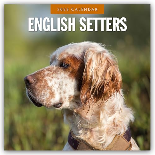 English Setters – Englisch Setter 2025 – 16-Monatskalender: Original Red Robin Publishing Ltd-Kalender [Mehrsprachig] [Kalender] (Wall-Kalender) von BrownTrout