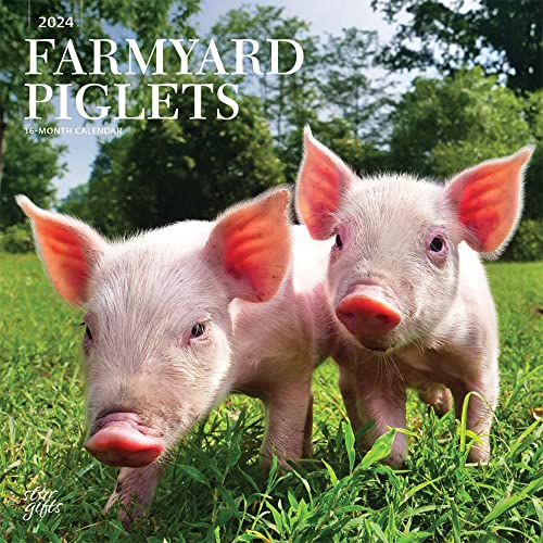 Farmyard Piglets | 2024 30,5 x 61 cm Monatlicher quadratischer Wandkalender | Aufkleberbogen | StarGifts | Domestic Pet Baby Farm Tiere von BrownTrout