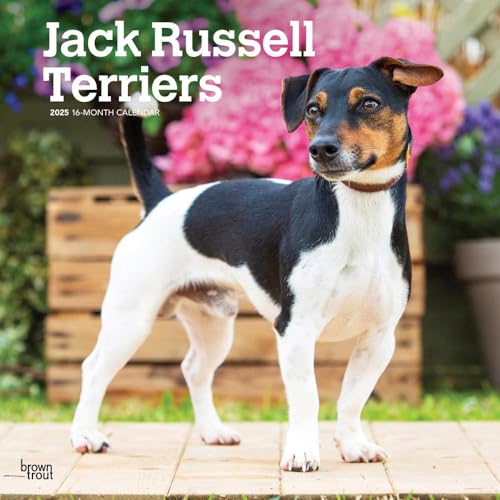Jack Russell Terriers 2025 12 X 24 Inch Monthly Square Wall Calendar Plastic-Free von BrownTrout