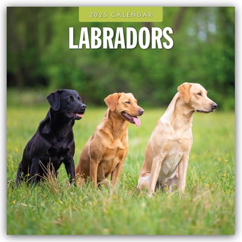 Labradors – Labradore – Labrador Retriever 2025 – 16-Monatskalender: Original Red Robin Publishing Ltd-Kalender [Mehrsprachig] [Kalender] (Wall-Kalender) von BrownTrout