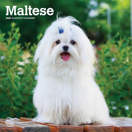 Maltese 2025 12 X 24 Inch Monthly Square Wall Calendar Plastic-Free von BrownTrout