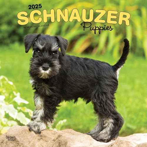 Schnauzer Puppies 2025 12 X 24 Inch Monthly Square Wall Calendar Plastic-Free von BrownTrout