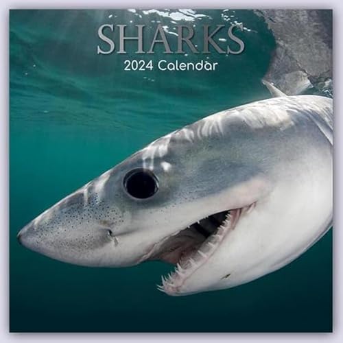 Sharks – Haie 2024 – 16-Monatskalender: Original Gifted Stationery-Kalender [Mehrsprachig] [Kalender] (Wall-Kalender) von BrownTrout