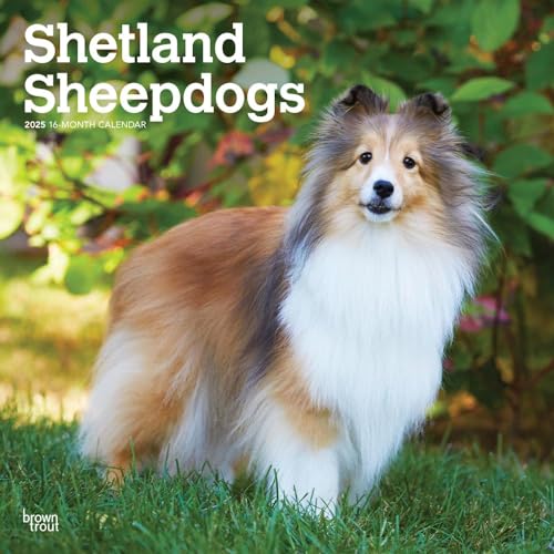 Shetland Sheepdogs 2025 12 X 24 Inch Monthly Square Wall Calendar Plastic-Free von BrownTrout
