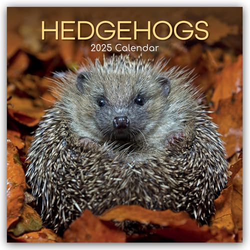 Hedgehogs – Igel 2025 – 16-Monatskalender: Original The Gifted Stationery Co. Ltd [Mehrsprachig] [Kalender] (Wall-Kalender) von BrownTrout
