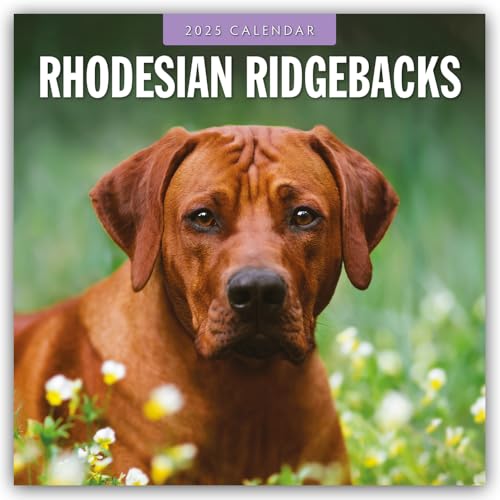 Rhodesian Ridgebacks – Rhodesian Ridgeback 2025 – 16-Monatskalender: Original Red Robin Publishing Ltd-Kalender [Mehrsprachig] [Kalender] (Wall-Kalender) von BrownTrout