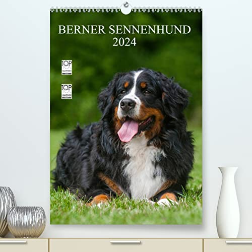 Berner Sennenhund 2024 (hochwertiger Premium Wandkalender 2024 DIN A2 hoch), Kunstdruck in Hochglanz von CALVENDO