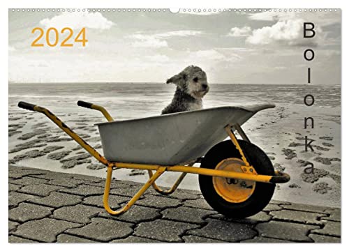 Bolonka 2024 (Wandkalender 2024 DIN A2 quer), CALVENDO Monatskalender von CALVENDO