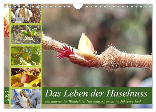 Das Leben der Haselnuss (Wandkalender 2026 DIN A4 quer), CALVENDO Monatskalender von CALVENDO