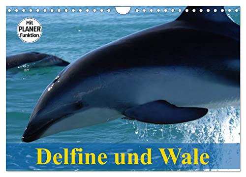 Delfine und Wale (Wandkalender 2024 DIN A4 quer), CALVENDO Monatskalender von CALVENDO