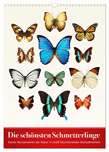 Die schönsten Schmetterlinge (Wandkalender 2024 DIN A3 hoch), CALVENDO Monatskalender von CALVENDO