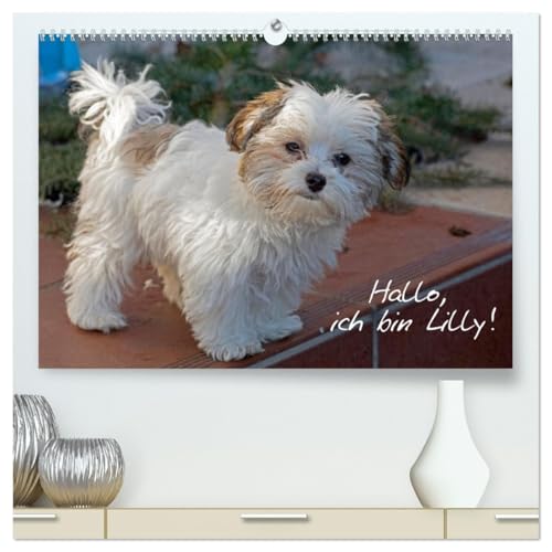 Hallo, ich bin Lilly (hochwertiger Premium Wandkalender 2026 DIN A2 quer), Kunstdruck in Hochglanz von CALVENDO