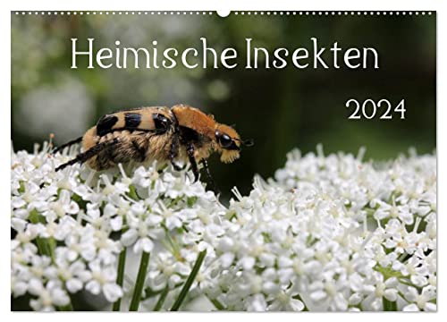 Heimische Insekten 2024 (Wandkalender 2024 DIN A2 quer), CALVENDO Monatskalender von CALVENDO