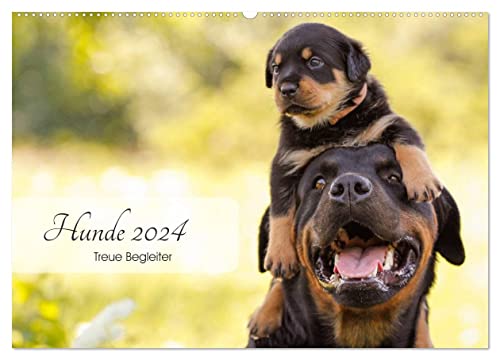 Hunde 2024 - Treue Begleiter (Wandkalender 2024 DIN A2 quer), CALVENDO Monatskalender von CALVENDO