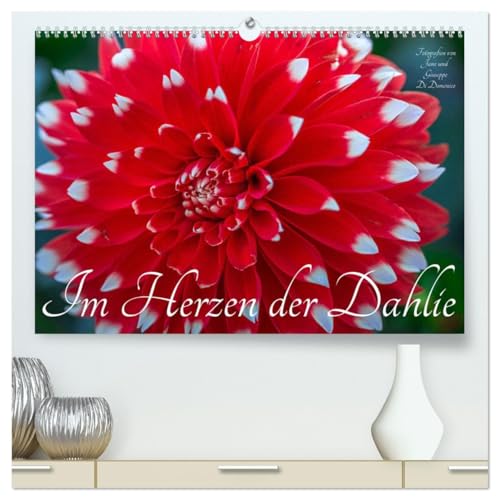 Im Herzen der Dahlie (hochwertiger Premium Wandkalender 2026 DIN A2 quer), Kunstdruck in Hochglanz von CALVENDO