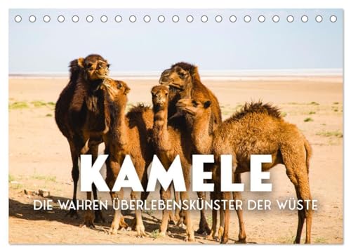 Kamele - die wahren Überlebenskünstler der Wüste. (Tischkalender 2026 DIN A5 quer), CALVENDO Monatskalender von CALVENDO