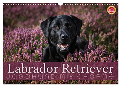 Labrador Retriever - Jagdhund mit Charme (Wandkalender 2024 DIN A3 quer), CALVENDO Monatskalender von CALVENDO