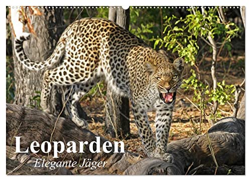 Leoparden. Elegante Jäger (Wandkalender 2024 DIN A2 quer), CALVENDO Monatskalender von CALVENDO