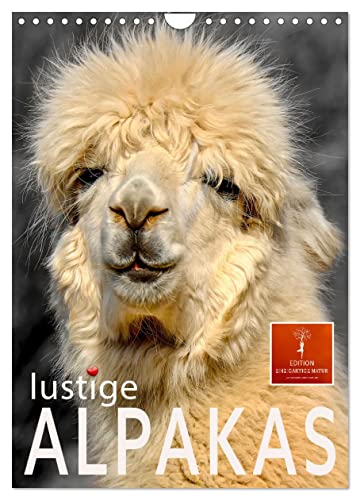 Lustige Alpakas (Wandkalender 2024 DIN A4 hoch), CALVENDO Monatskalender: Eindrucksvolle Bilder der niedlichen Tiere. (CALVENDO Tiere) von CALVENDO