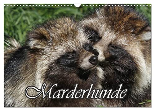 Marderhunde (Wandkalender 2024 DIN A3 quer), CALVENDO Monatskalender von CALVENDO