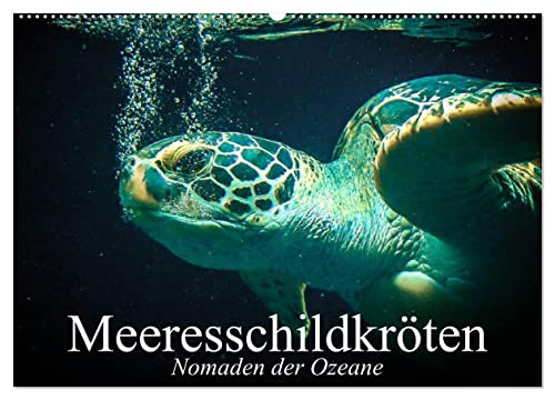 Meeresschildkröten. Nomaden der Ozeane (Wandkalender 2024 DIN A2 quer), CALVENDO Monatskalender von CALVENDO