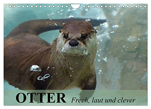 Otter. Frech, laut und clever (Wandkalender 2024 DIN A4 quer), CALVENDO Monatskalender von CALVENDO